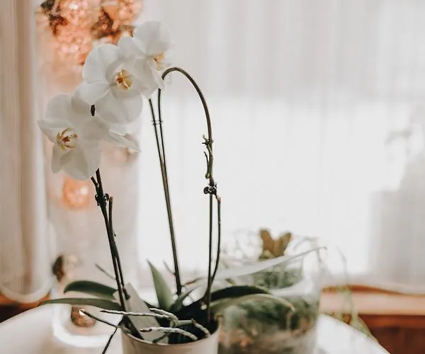 호텔 오 쿠에르 드 라퀴진 3*